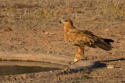 Tawny eagle