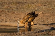 Tawny eagle