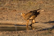 Tawny eagle