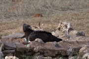 Martial eagle in the waterhole