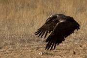 Martial eagle