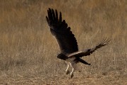 Martial eagle