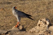 Southern pale chanting goshawk