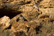 Southern pale chanting goshawks looking down on a mongoose