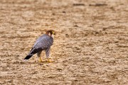 Lanner falcon