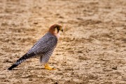 Lanner falcon