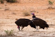 Lappet faced vulture