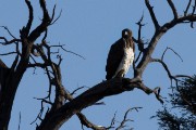 Martial eagle