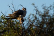 Black shouldered kite with a rat