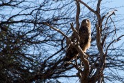 Tawny eagle