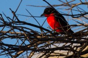 Crimson breasted shrike