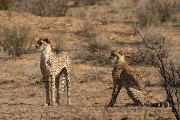 Cubs are looking too