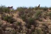 Mom and 3 cubs