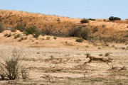 The hunt started really fast with cheetah running from all directions