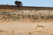 This cheetah only catch dust