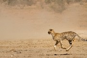 Only the dust is left