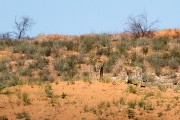 The springbok are gone and the hunt is over