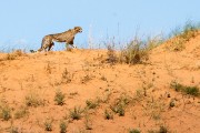 They imediately run up on a dune to see what had happened