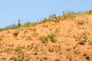 They have spotted mom and came running down to see what she got