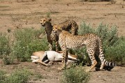 After the chase they are too tired to eat but they are very watchful of other predators