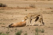 Mom wants to drag the kill to a shady tree