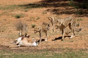 Some of the cubs got an early start on dinner