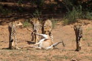 She is the only one with the strength to drag the large springbok