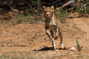 We had to chase a jackal away 3 times