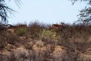 It's not as easy for them to hunt in the bushes