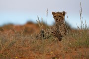 We watched them hunt 4 times but they were only sucessful once