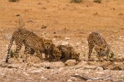 This is lion country so they are very watchful