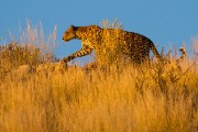 Morning sighting of Itumeleng