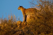 Finally we see her cub