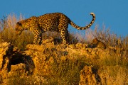 Cub is following mom