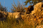 Cub getting a peak down into the riverbed