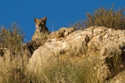 Itumeleng up on the ridge
