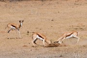 Springbok