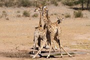 Giraffe at the waterhole