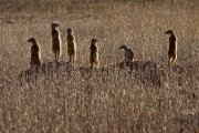 Meerkat