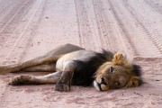 Lion and the porcupine