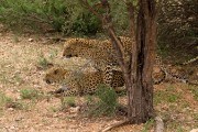 Ikhaya and Botshelo mating