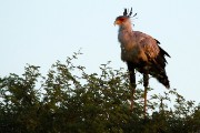 Secretary bird at first light