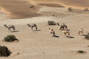 camels are coming