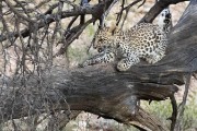 leopard cub sharping nails