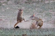 African Spring Hare