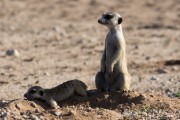meerkats