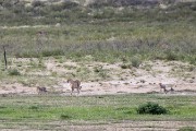 cheetah Mom and two cubs
