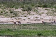 three cheetah cubs