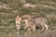 pride of lions loving the wind and rain, going wild