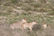 pride of lions loving the wind and rain, going wild